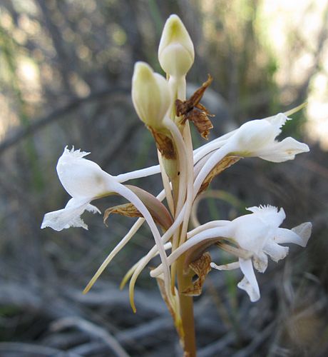 Satyrium membranaceum